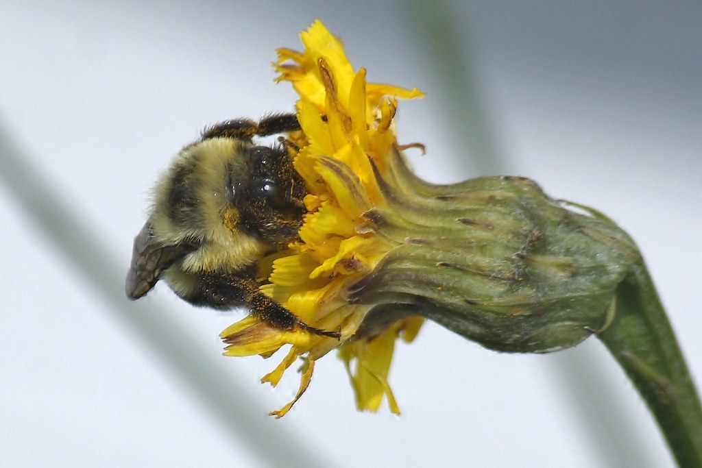 Bumblebee on Mouse-ear