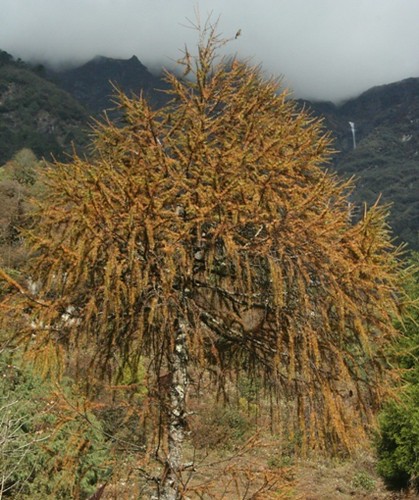 lachung tree