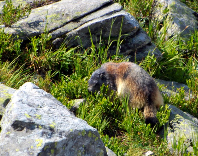 La marmotte à l'Aiguille-rouge