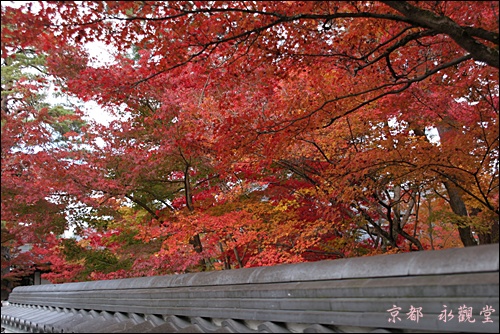 京都 永觀堂