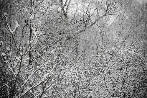 36:365 Winter forest