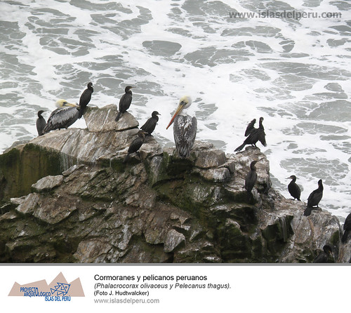 Cormoranes y pelicanos peruanos (Phalacrocorax olivaceus y Pelecanus thagus)