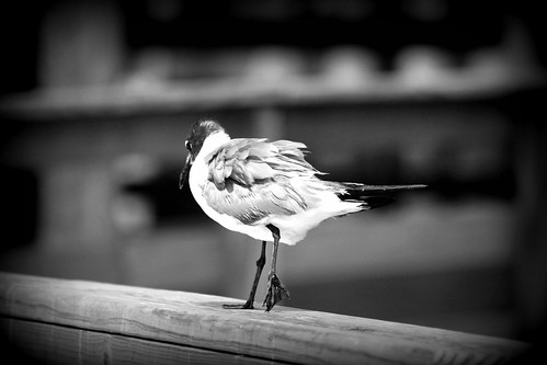 Bird on Pier II
