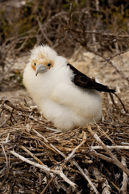 frigate bird chick