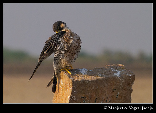 Peregrine Falcon (Falco peregrinus) preening