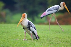 Stork Bird - تصوير عبدالعزيز جوهر حيات