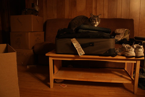 Cat In A Suitcase. Suitcase Cat