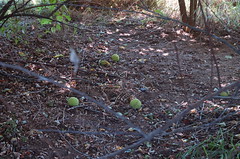 Osage Oranges on the Ground <a style="margin-left:10px; font-size:0.8em;" href="http://www.flickr.com/photos/91915217@N00/4997182807/" target="_blank">@flickr</a>