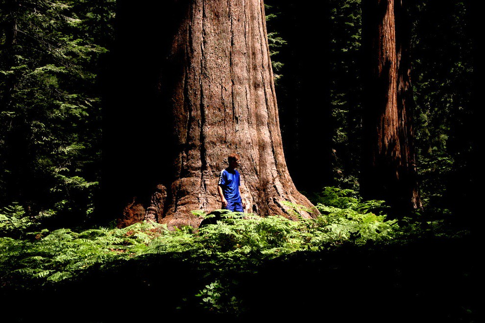 Man in front of Giant Sequoia