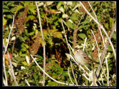 Unidentified Sparrow