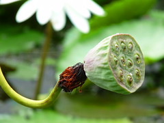 Fruiting lotus