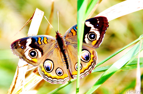 Buckeye Butterfly - 9/52