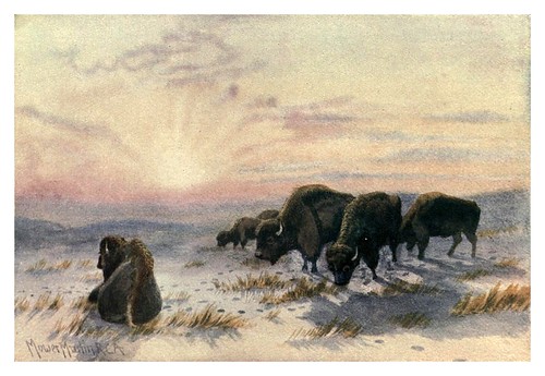 002-Bufalos pastando en invierno-Canada-1907- Thomas Martin Mower