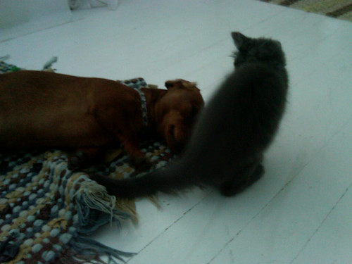 Kitty mauling puppy