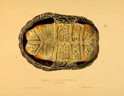 012-Emys concentrica anverso-Tortoises terrapins and turtles..1872-James Sowerby
