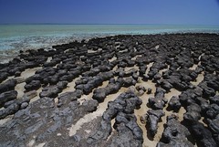 Estromatolitos en Shark Bay