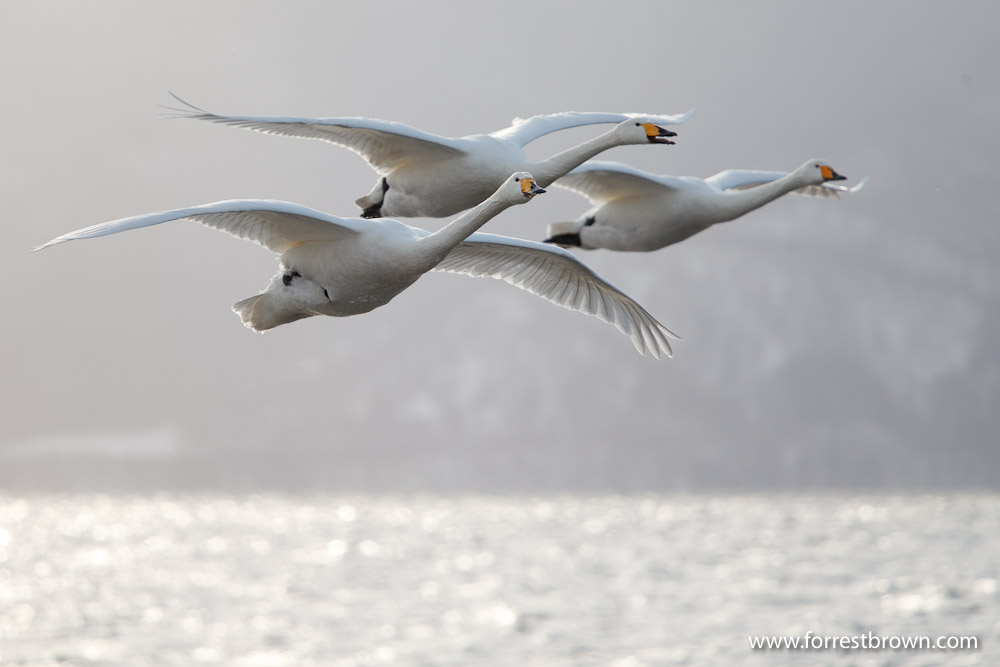 Hokkaido, Japan, Nature Photography, Workshop, Winter, Wildlife, Swan