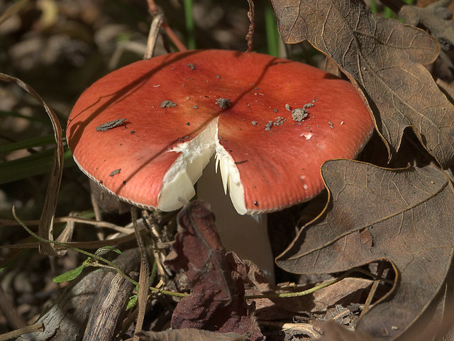 Shaw Nature Reserve, in Gray's Summit, Missouri, USA - mushroom 3