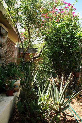 My garden 0076 September 24, 2010
