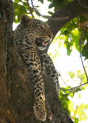 Leopard 02, Chobe National Park, Botswana.