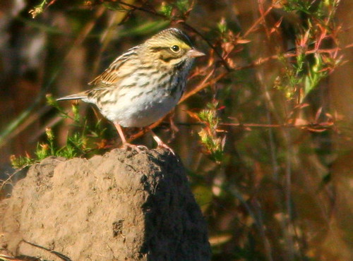 Savannah Sparrow 2-20101016