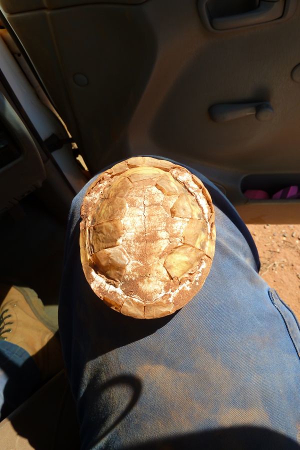 tortoise shell