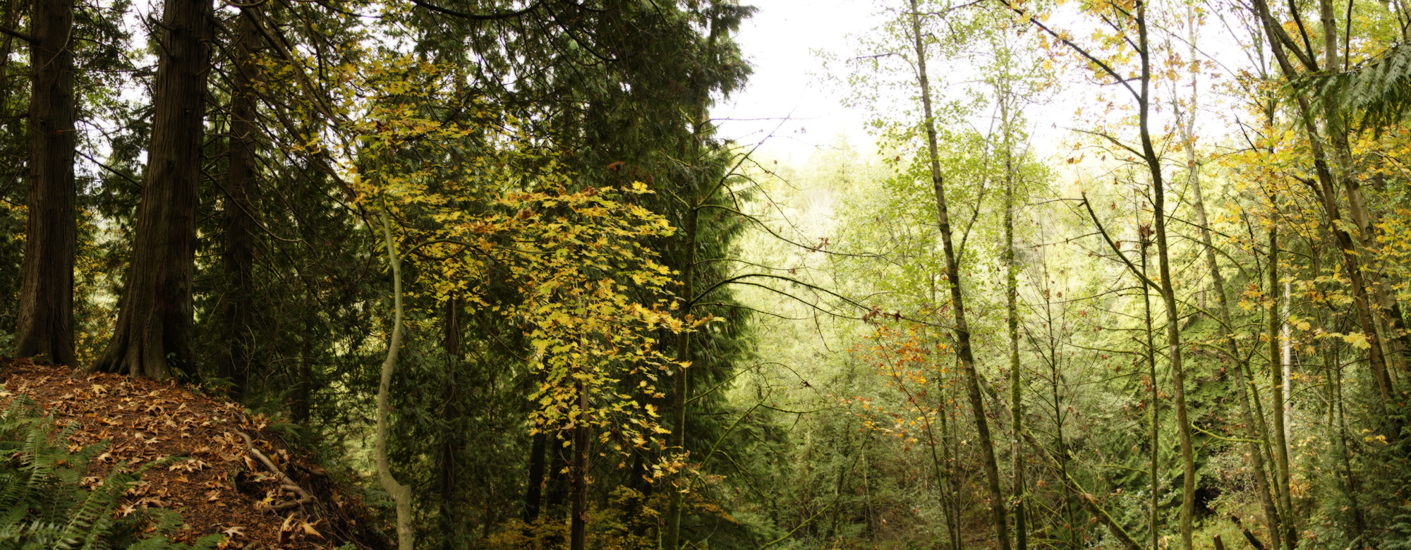 Autumn_Forests_013