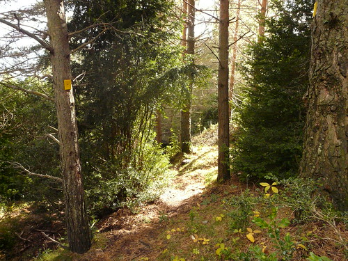 Bosc Berguedà