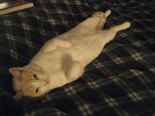 Keiko sleeping on my warm and cozy bed