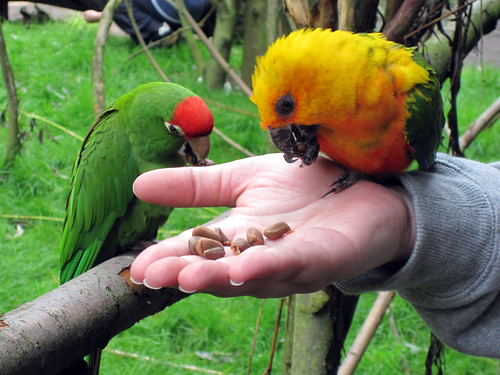 Jandaya Conure & Red-fronted Conure