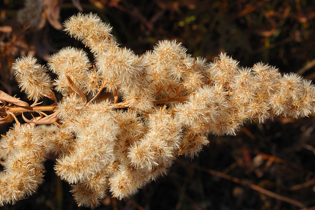 Broemmelsiek Park, in Saint Charles County, Missouri, USA - cluster of brownish-yellow seed heads