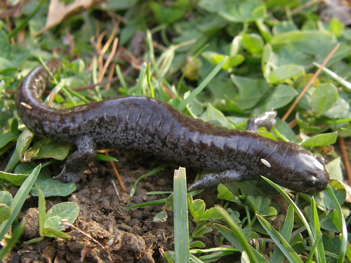 Jefferson Salamander?