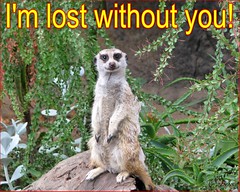 eCard: Missing You - Lemur: I'm lost without you