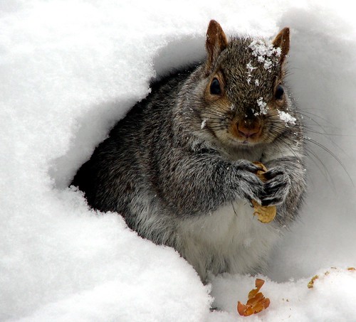 Snow Squirrel on Groundhog's Day