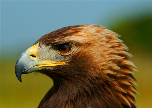 Golden Eagle of Fife,            This is Scotland
