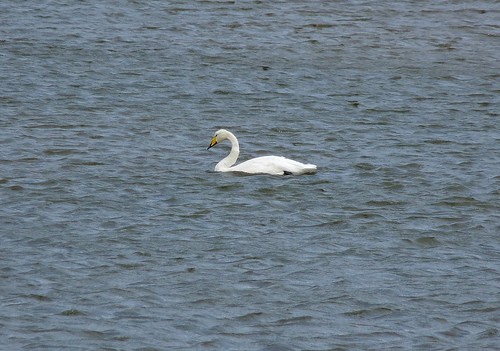 22359 - Whooper Swan, Porthmadog