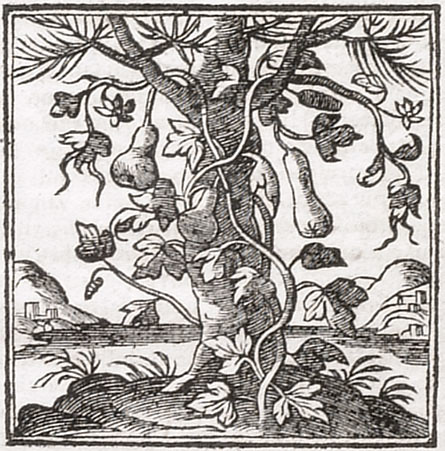 Cucurbita (1621)