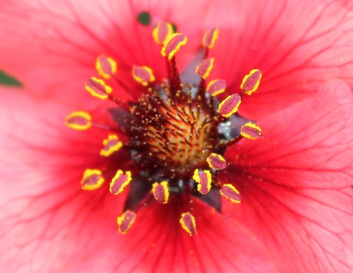 Up Close and Personal - Flower Stamen