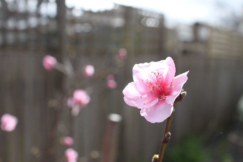 Nectarine Blossoms