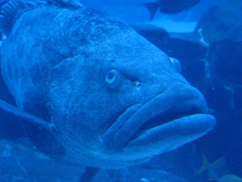 Georgia Aquarium 17