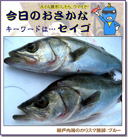 セイゴ 鮮魚 画像