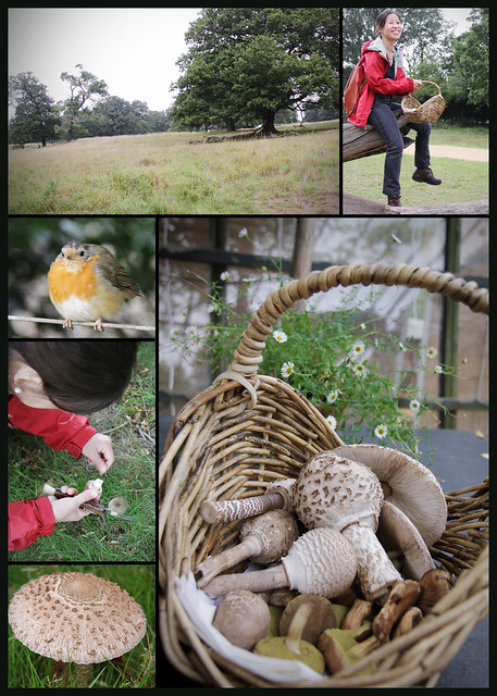 Mushroom hunt in Richmond Park 2