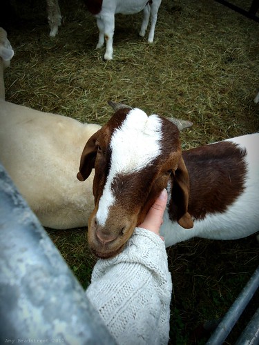 sweet faced goat enjoying a scratch