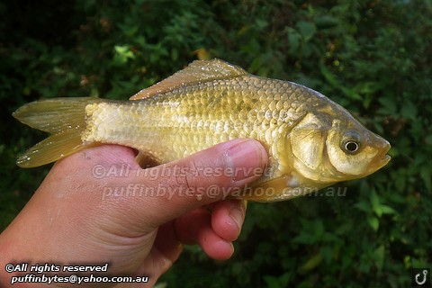 Brown Goldfish - Carassius auratus