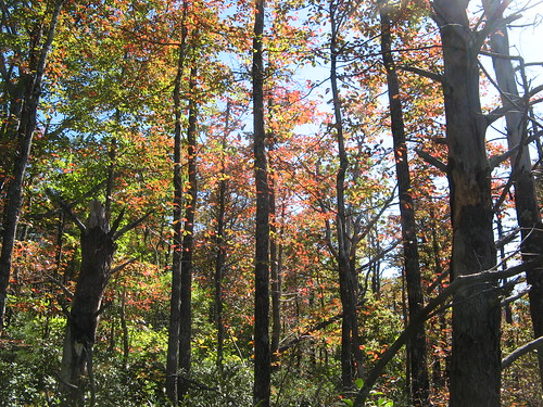 Forest near the east rim