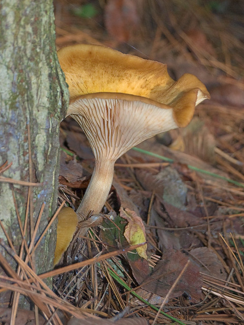 Meramec Conservation Area, near Sullivan, in Franklin County, Missouri, USA - mushroom 2