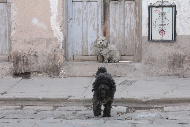Hunder i Sucre