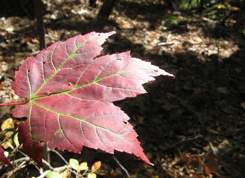 Veins in a leaf
