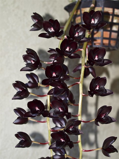 Juodos orchidejos kaina
