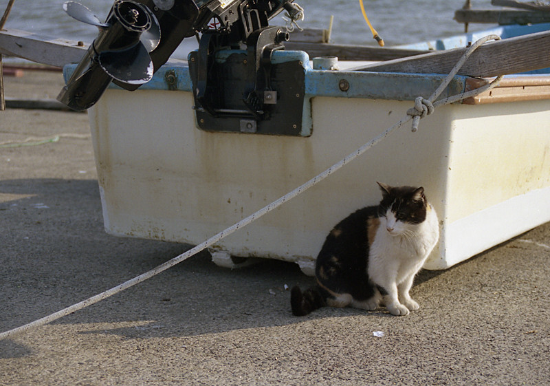 港の猫
